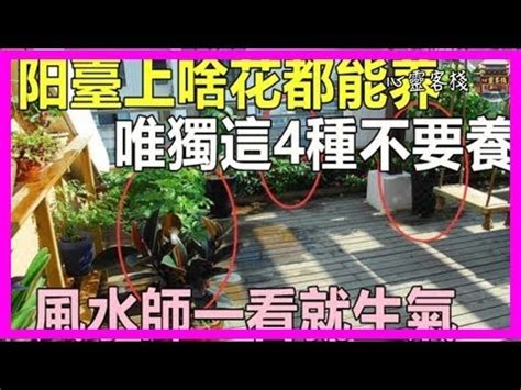 玉蘭花風水禁忌|【玉蘭花 風水】